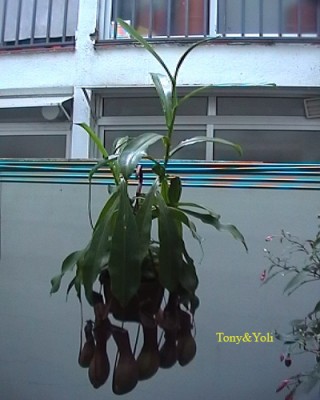 normal_nepenthes.JPG
