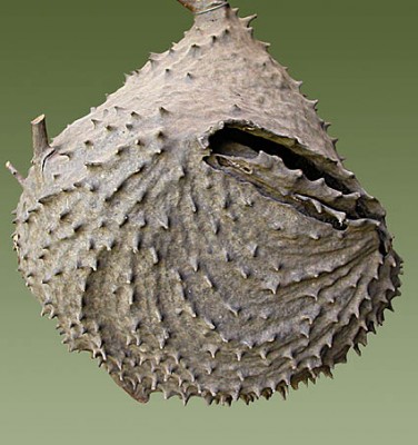 normal_nido%20de%20camoat%EDes.jpg