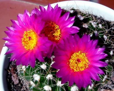 normal_notocactus%20uebelmanianus%7E1.jpg