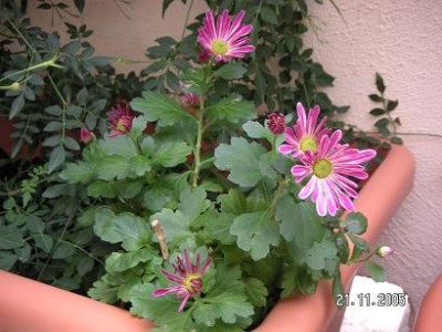 normal_NOVES%20010.jpg