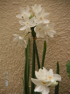 normal_NOVES%20012.jpg