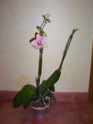 normal_Nueva%20phal%20en%20la%20Famili..jpg
