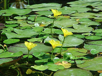 normal_Nymphoides%20peltata%20mini_3.jpg