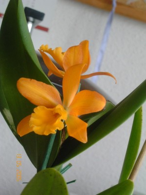 normal_OG%20mini%20cattleya%20naranja.jpg