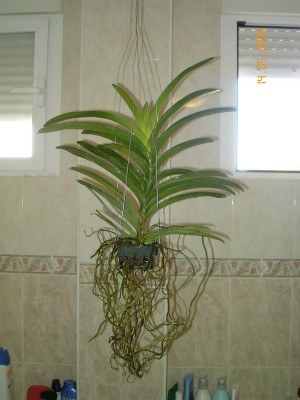 normal_OG%20vanda%20amarilla.jpg