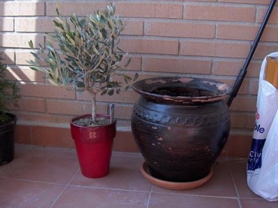 normal_olivo%7E0.JPG