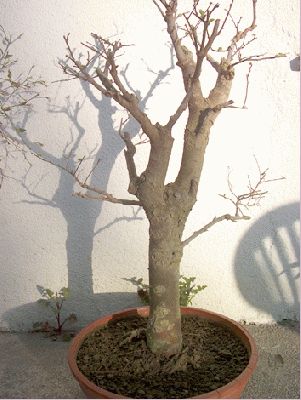 normal_olmo1.jpg
