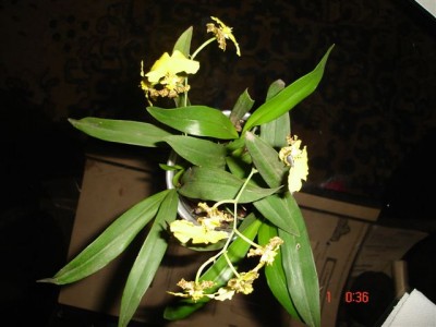 normal_oncidium%20%282%29.jpg