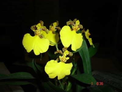 normal_oncidium%20%283%29.jpg