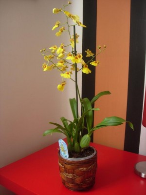 normal_oncidium%202.JPG