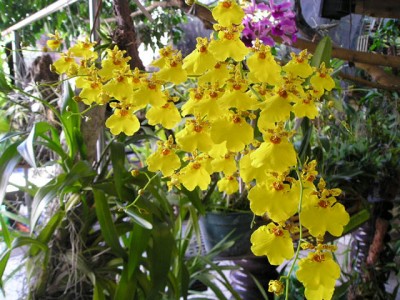 normal_Oncidium%20Aloha.jpg