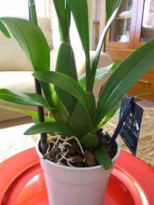 normal_oncidium%20cerca.jpg