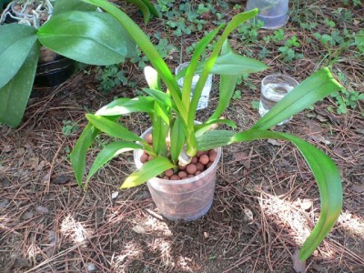 normal_oncidium%20hawaian.jpg