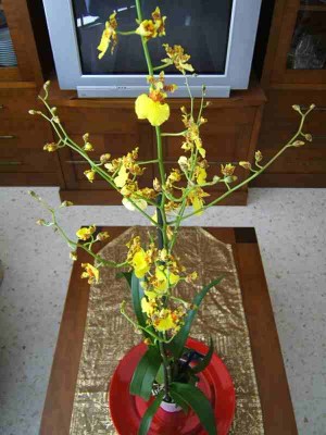 normal_oncidium%7E4.jpg