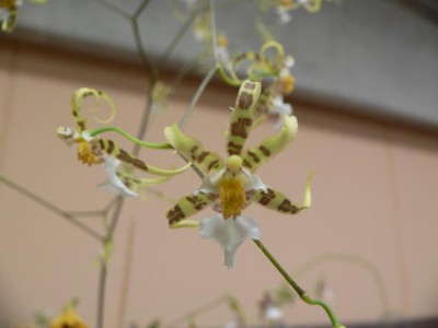 normal_Oncidium.jpg