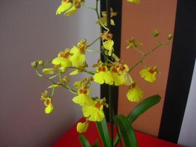 normal_oncidium.JPG