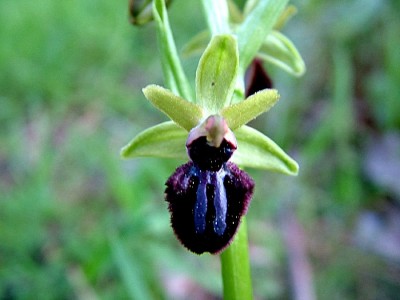 normal_Ophrys%20incubacea.jpg