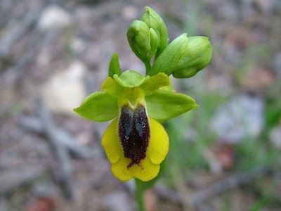 normal_Ophrys%20lutea%7E0.jpg