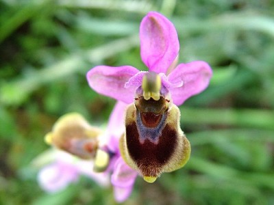 normal_Ophrys%20tenthredinifera.jpg