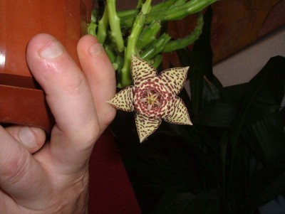 normal_Orbea%20variegata%20flor.jpg