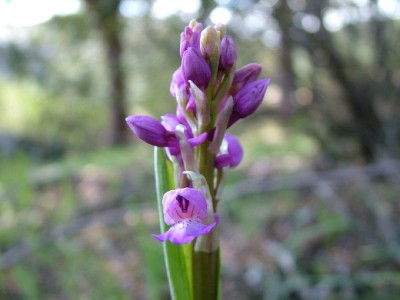 normal_Orchis%7E32.jpg