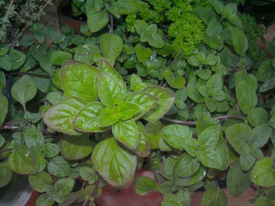 normal_oregano2_peq.jpg