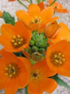 normal_Ornithogalum%202.JPG