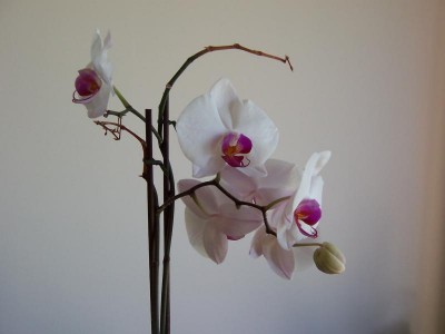 normal_Orquidea%201.jpg