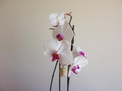 normal_Orquidea%202.jpg