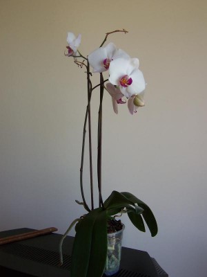 normal_Orquidea%204.jpg
