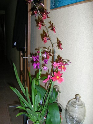 normal_orquidea%20pachucha%20023.jpg