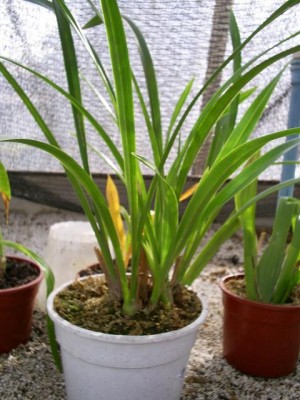 normal_orquidea.JPG