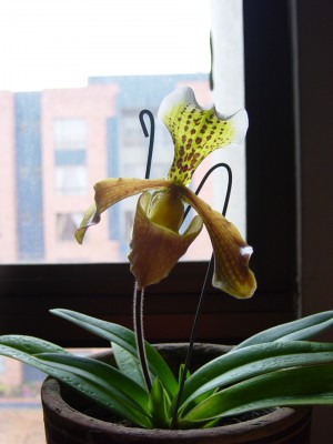 normal_orquidea1.JPG