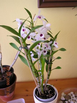 normal_orquis%20002.jpg