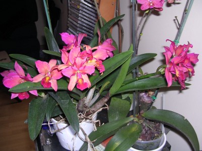 normal_ORQUIS%20JUNY%2005%20002.jpg