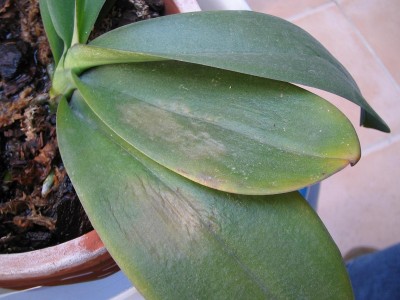 normal_Orquis%20Phal%20manchas%20005.jpg