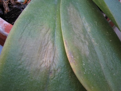 normal_Orquis%20Phal%20manchas%20006.jpg