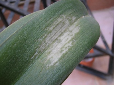 normal_Orquis%20Phal%20manchas%20007.jpg