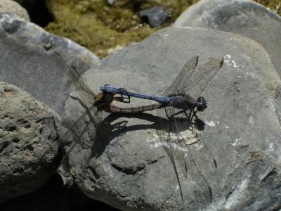 normal_Orthetrum%20%20chrysostigma.jpg