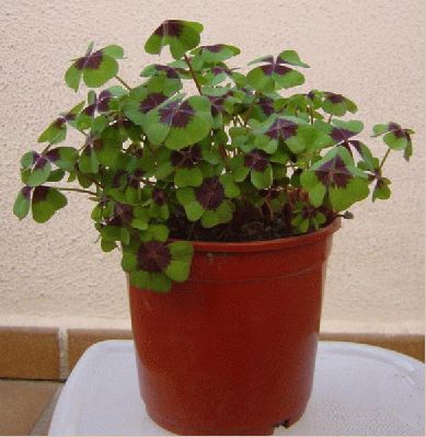 normal_oxalis4hojas.JPG