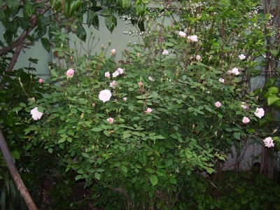 normal_PA060192.JPG