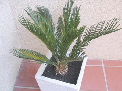 normal_Palmera%7E0.jpg
