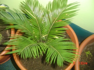 normal_Palmera%7E0.jpg