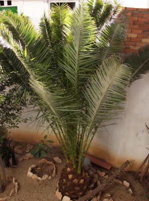 normal_PALMERA.JPG