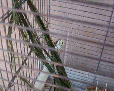 normal_palmera.JPG
