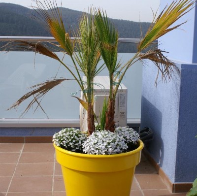 normal_palmera_hojas_secas.jpg