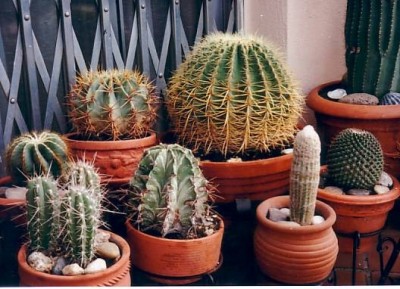 normal_paloma%20%20cactus%201.jpg