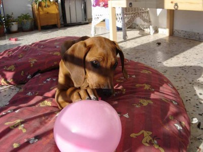 normal_PANCHO%20Y%20GLOBO-.jpg