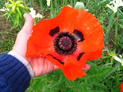 normal_Papaver%20orientale.JPG