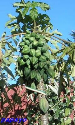 normal_Papayo%7E0.JPG